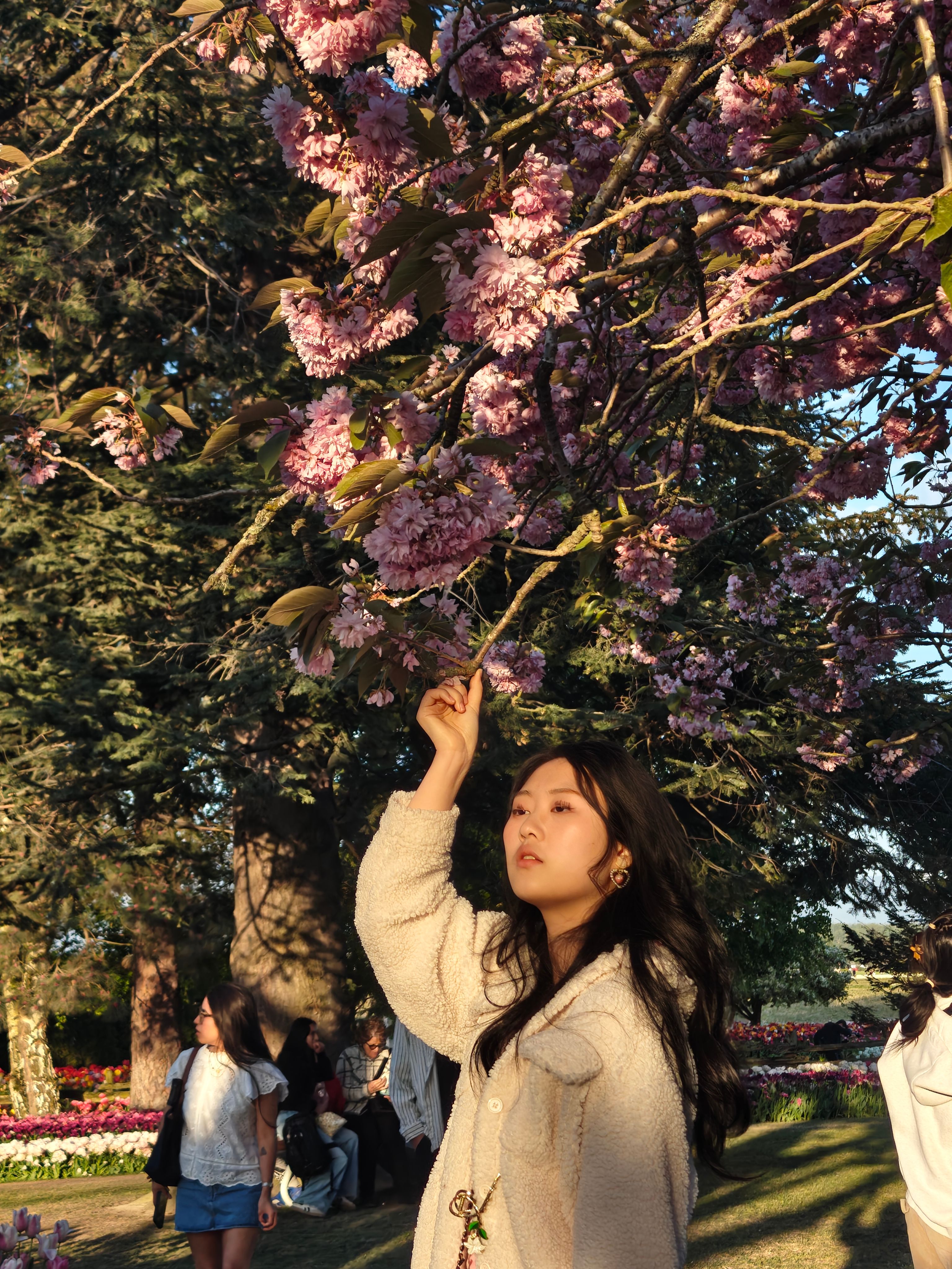 A serene moment under the cherry blossom trees